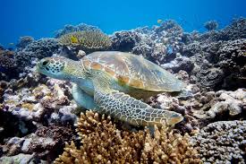 nosy tany kely;snorkcling spot,diving,beach ;marine park,nosy be tourist,trips;guide,excursion,MADAGASCAR